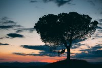 Tire swing hanging from a tree